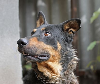 Portrait of mature dog sitting on the backyard