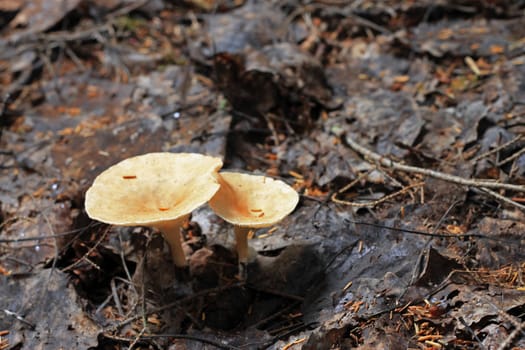 Brown mushrooms growing in the autumn forest