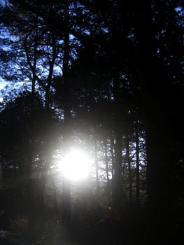 Sunrise in the winter forest by early morning