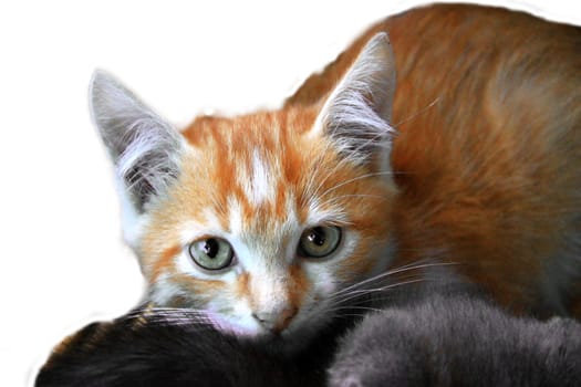 Fire colors kitten isolated on the white background
