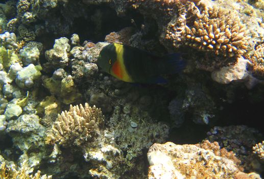 Tropical exotic fish in the Red sea. Cheilinus lunulatus