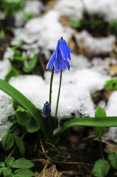 First Spring Flowers growing in the forest