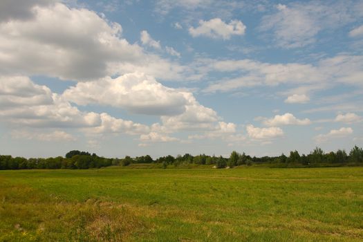 Green field in bright summer