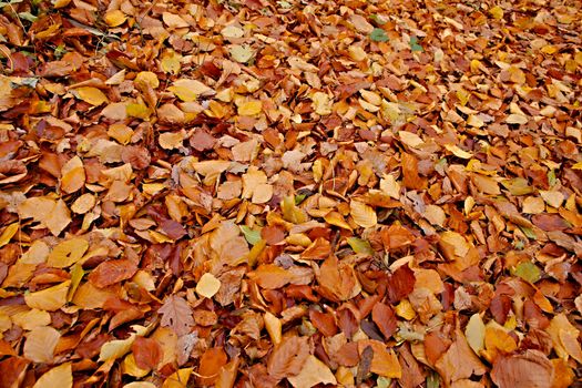 Fallen leaves on the ground