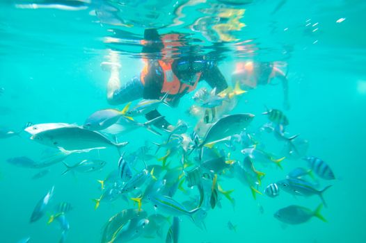 Diver feeding fishes in tioman island, malaysia