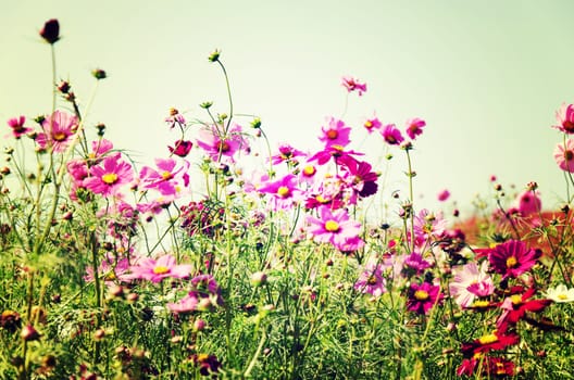 Japanese flower gardens planted in the province of Ibaraki. Vintage