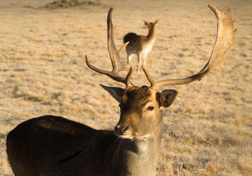 A young male Elk Buck stays close to engage with photographer