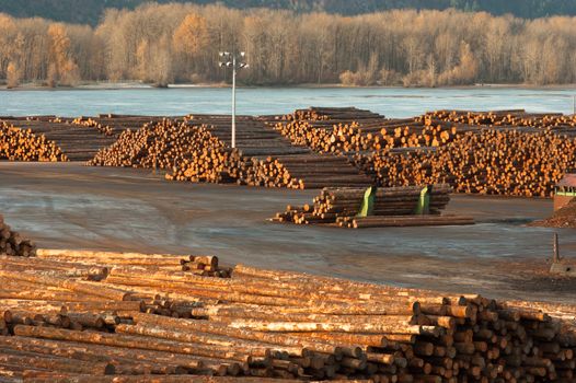 Large storage yard for logging industry export from the Columbia River