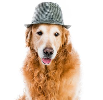 red retriever in a gray hat on white background