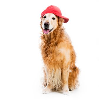 redhead Retriever in brown baseball backwards isolated on a white background