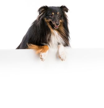 Sheltie dog breed with a white board for writing and logo