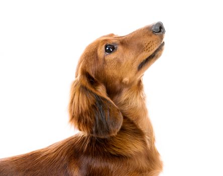 red dog breed dachshund on white background