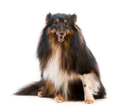 Sheltie dog breed on a white background lookinf into the camera