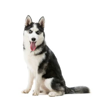 beautiful husky on a white background