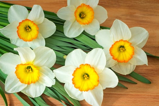 Bouquet of large blossoming narcissuses on a wooden surface of a table