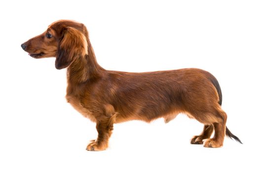 red dog breed dachshund on white background