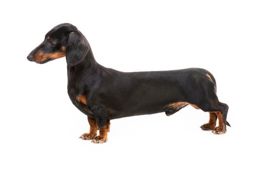dog breed dachshund on white background