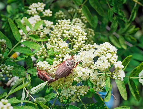 
Two may-bugs eat flowers of a mountain ash.