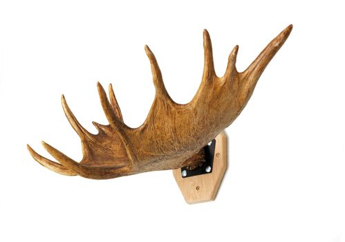 Big branchy elk horn with more branches. Presented on a white background.