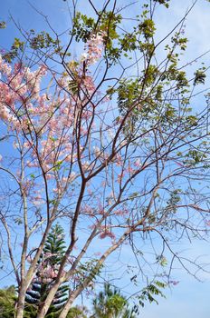 Wild Himalayan Cherry with blue sky