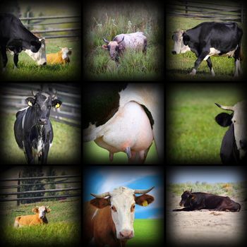 cows images in one collage, photos taken at the farm