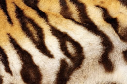 detail on tiger real black stripes, fur on animal
