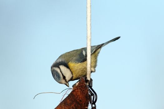 hungry blue tit ( parus caeruleus )  on lard coconut hanging feeder