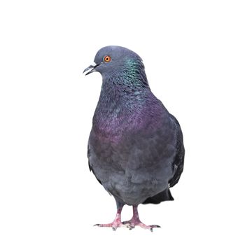 male feral pigeon ( columba livia ) isolated over white background