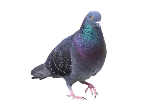 male feral pigeon walking, isolation over white background