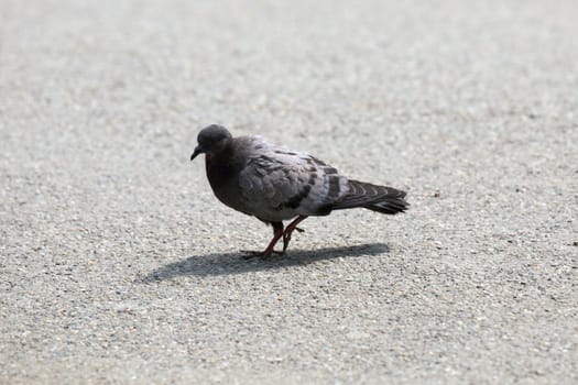 juvenile feral pigeon walking alone on the park alley
