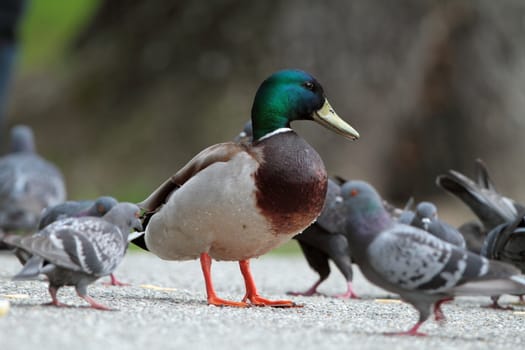 tame male mallard duck amongst pigeons on alley in the park