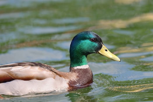portrait of male mallard duck ( anas platyrhynchos ) swimming on water