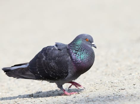 male pigeon walking proud in mating season on an alley