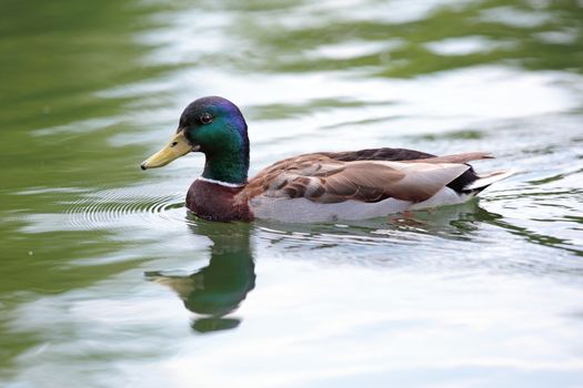 male mallard duck ( anas platyrhynchos ) swimming  on water surface