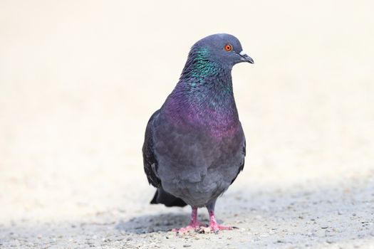 male feral pigeon standing  on gravel urban alley