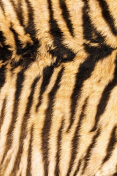 stripes on tiger back, real fur texture