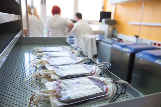 Blood bags in a hematological laboratory before the separation procedure where blood components are separated and processed for transfusion.