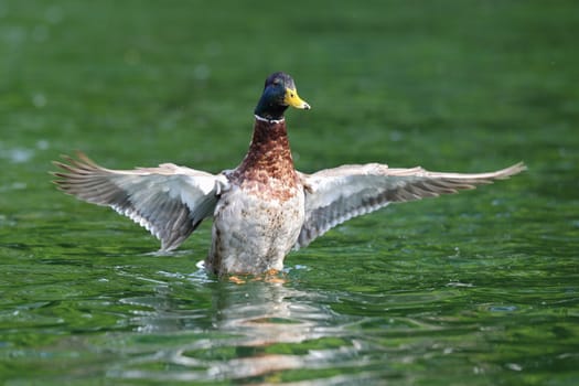 wild duck ( male mallard, anas platyrhynchos ) spreading wings on water surface