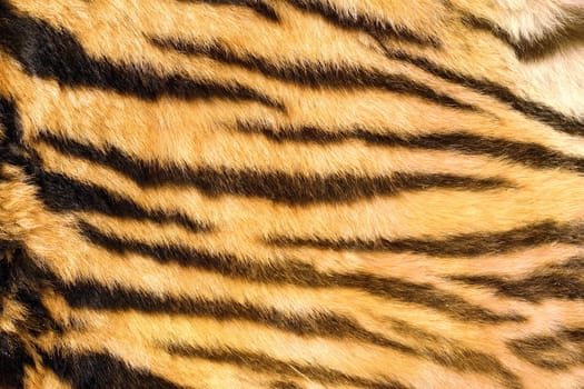 wild feline  textured fur, tiger dark natural stripes on real pelt