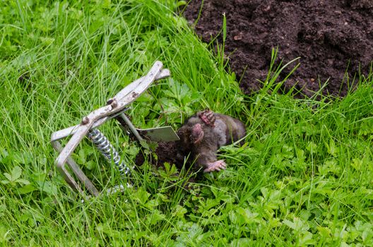 Dead mole animal caught with steel trap lie near mole-hill.