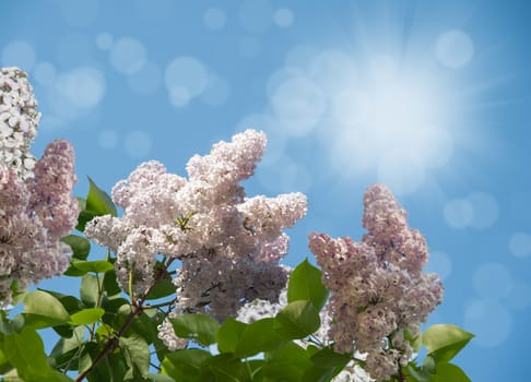 Branch of lilac flowers with the leaves