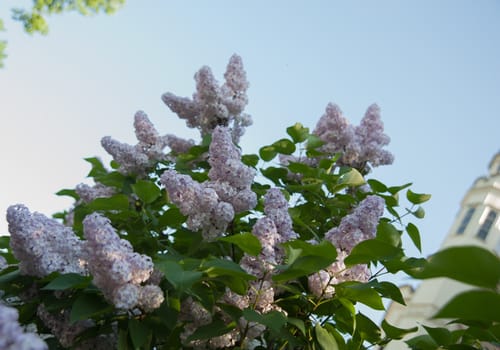 Branch of lilac flowers with the leaves