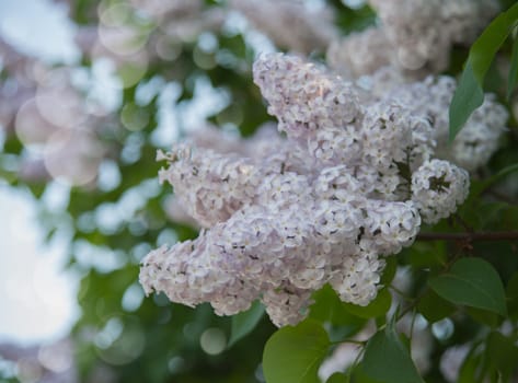 Branch of lilac flowers with the leaves