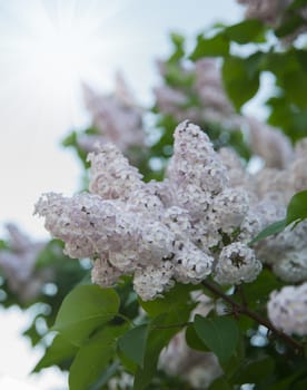 Branch of lilac flowers with the leaves