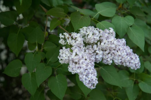 Branch of lilac flowers with the leaves