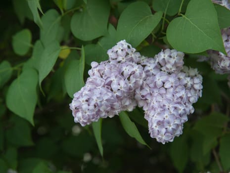 Branch of lilac flowers with the leaves