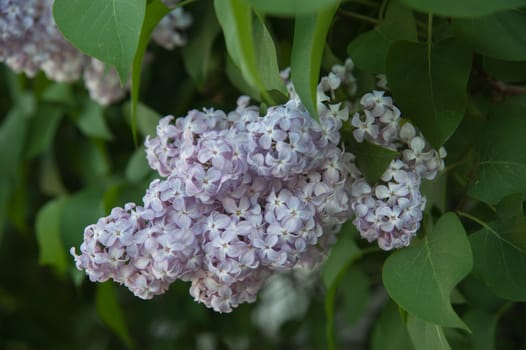 Branch of lilac flowers with the leaves