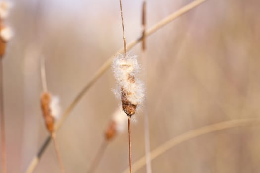 Reed beds at wetland