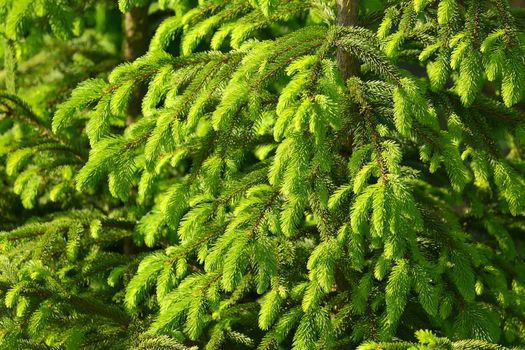 Pine tree branches closeup detail