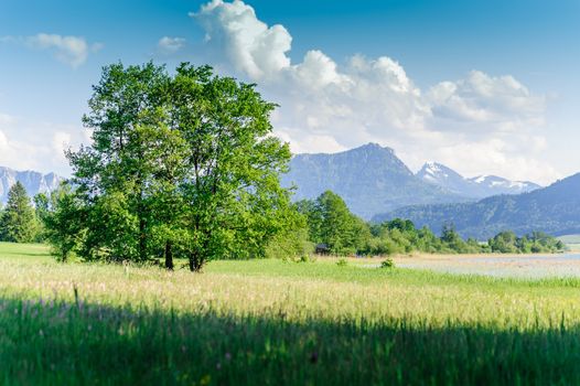 Tree in a austrian summer landscape, taken in salzkammergut